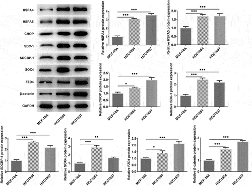 Figure 2. The comparison of ER stress, expressions of SDC-1/SDCBP-1/SOX4 axis and Wnt/β-catenin pathway in normal mammary cells and BC cells HCC1937 and HCC1954. Western blot assay was carried out to identify the protein expressions of HSPA4, HSPA5, CHOP, SDC-1, SDCBP-1, SOX4, FZD4 and β-catenin in MCF-10A, HCC1937 and HCC1954 cells. Data are expressed as mean ± SD. *P < 0.05, **P < 0.01, ***P < 0.001.