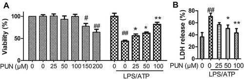 Figure 1 The viability and LDH release of cells. (A) Cell viability measured by MTT assay. It is safe to cells’ survival exposed to PUN at concentrations from 0 to 100 μM of (n=5). LPS/ATP induced a nearly 50% cell death, PUN inhibited LPS/ATP-induced cell death in a dose-dependent manner in the range of 0–100 μM (n=5). (B) Pyroptotic cell death determined by LDH activity released into the medium. PUN inhibited LPS/ATP-induced the release of LDH into the medium characterized by decreased LDH activity. # Indicates P<0.05, ##indicates P< 0.01 vs NC; **Indicates P< 0.01, *indicates P< 0.05 vs LPS/ATP stimulated cells, J774A.1 cells were pretreated with indicates concentrations of PUN for 24 hours, or pretreated with indicates concentrations of PUN (0, 25, 50, 100 μM) for one hour, with or without followed by 1 μg/mL of LPS for 5.5 h, and then 5 mM ATP for half an hour.