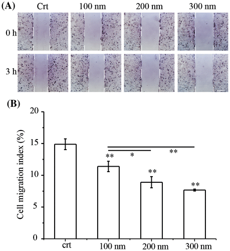 Figure 1. TiO2-PEG NPs inhibit cell migration in a size-dependent manner. NCI-H292 cells were seeded overnight prior to the creation of scratches with p200 pipet tips. The cells were then exposed to TiO2-PEG NPs (100, 200, and 300 nm) at a concentration of 100 μg/mL for 3 h. (A) Scratch width changes with or without NP exposure, scale bar: 100 μm; (B) Quantification of cell migration with or without NP exposure. Crt stands for control samples. All data are displayed as mean ± SD with at least three parallel groups and were analyzed using one-way ANOVA. *p ≤ 0.05, **p ≤ 0.01.