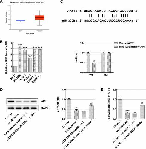 Figure 10. miR-320b/ARF1 axis mediated the effect of LINC00460 knockdown on cell growth of SW1990 cells. (a) The ARF1 level in PAAD patients by UALCAN website. (b) The ARF1 mRNA level was detected by qRT-PCR. (c) Binding sites of miR-320b and ARF1 predicted by Starbase website, and the relative luciferase activity was detected by luciferase reporter assay. (d) The ARF1 proteins expression was quantified by western blotting. (e) The ARF1 mRNA level was detected by qRT-PCR. Error bars represent the mean ± SEM from three independent experiments. *P< 0.05, ***P< 0.001 vs. Control; ##P< 0.01 vs. si-LINC00460