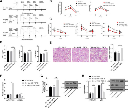 Figure 4 Overexpression of lncRNA TUG1 attenuated the protective effect of TGP on AKI induced by I/R. (A) Schematic diagram of animal experimental time line of each group; (B) the contents of BUN and Scr of rat serum in each group were measured at 24, 48 and 72 h after kidney I/R operation; (C) the levels of NGAL, Kim-1 and IL-18 of rat serum in each group were measured using ELISA at 24, 48 and 72 h after kidney I/R operation; (D) the levels of TNF-α, IL-1β and IL-6 of rat kidney tissues in each group were measured using ELISA at 72 h after kidney I/R operation; (E) HE staining and tubular injury score; (F) The expressions of lncRNA TUG1 and miR-29a of rats in each group were detected using RT-qPCR; (G) PTEN level of rats in each group was detected using Western blot; (H) the levels of p62 and LC3 were detected using Western blot. N = 6. Data were expressed as mean ± standard deviation, and analyzed using one-way ANOVA, followed by Tukey’s multiple comparison test, *p < 0.05, **p < 0.01, ***p < 0.001, ****p < 0.0001.