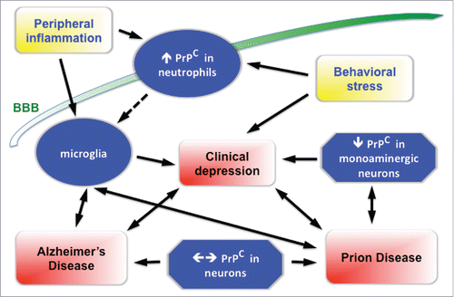 FIGURE 1. Summary diagram of the purported relationship of the prion protein to depression associated with either Prion or Alzheimer's Diseases. The scheme is based on a comprehensive interpretation of results reported by various research groups, although the strength of the evidence varies among the various components of this framework. Ancillary events are coded in yellow, neuropathological outcomes are shown in red boxes. Immune cells are depicted as oval, neural cells as poligonal boxes. An increase or a decrease in the content of PrPC is shown as an upward or downward arrow, whereas engagement of PrPC either by oligomers of β-amyloid, or by its own conformational conversion and aggregation are shown by a horizontal double arrow, related respectively to either Alzheimer's or Prion Diseases. BBB = blood-brain barrier.
