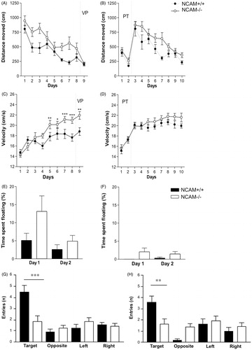 Figure 4. Pre-training in NCAM−/− mice improves emotional, but not cognitive parameters in a Morris water maze task. (A,C,E,G) NCAM−/− mice (white dots/bars, n = 12) without pre-training (VP) show delayed acquisition (p ≤ 0.001) (A) and reduced long-term memory (G) accompanied by increased signs of stress and arousal, for instance floating behavior during the first training day and increased swimming velocity during later stages of the learning process as compared to NCAM+/+ mice (black rhomb/bars; n = 11). (B,D,F,H) Pre-training (PT) reduces the emotional response of floating in both genotypes, but does not ameliorate the deficit in learning (B; p ≤ 0.01) or long-term memory of the spatial task (NCAM−/−, n = 14; NCAM+/+, n = 11). Moreover, swim speed is similarly high in both genotypes. Values indicate group mean values ± SEM; *, **, *** p ≤ 0.05, 0.01, 0.001, compared to NCAM+/+.