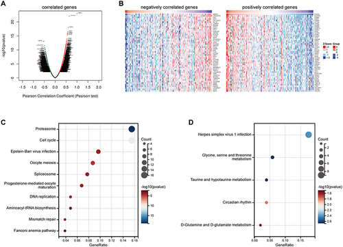 Figure 2 Co-expressed genes and enrichment analysis of PSMC2 in pancreatic cancer. (A) The global PSMC2 highly associated genes identified by Pearson test in pancreatic cancer cohort. (B) Heat maps showing top 50 genes positively and negatively associated with PSMC2 in pancreatic cancer. (C) Enrichment analysis of the positively correlated genes in the term of KEGG analysis. (D) Enrichment analysis of the negatively correlated genes in the term of KEGG analysis.