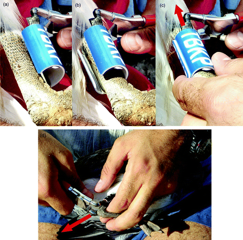 Figure 4. Application of the pliers during ringing a White Stork (a–c) and a Mediterranean Gull (d). The red arrows indicate the sliding direction of the pliers after the ring is closed.