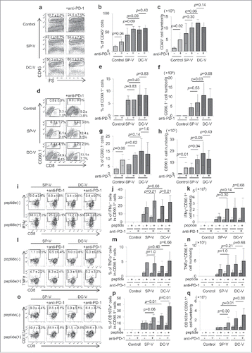 Figure 8. Frequency and functions of vaccine-primed pmel-1 cells with PD-1 signaling blockade. Mice were treated as described in the legend to Fig. 7. On day 19, tumor-infiltrating leukocytes were isolated and examined by flow cytometry; CD45+ cells (a) were further divided into CD45+CD8+CD90.1+ and CD45+CD8+CD90.1− (d) cells. IFNγ (i) and TNFα (l) production and CD107a translocation (o) in CD45+CD8+CD90.1+ pmel-1 cells were assessed by intracellular cytokine staining and CD107a externalization assay, respectively. One plot from each group is depicted. Frequencies (b, e, g, j, m, p) and absolute cell numbers (c, f, h, k, n, q) of CD45+ (b, c), CD45+CD8+CD90.1+ pmel-1 (e, f), CD45+CD8+CD90.1− (g, h), CD45+CD8+CD90.1+IFNγ+ (j, k), CD45+CD8+CD90.1+TNFα+ (m, n) and CD45+CD8+CD90.1+CD107a+ (p, q) cells are depicted by bar graphs. Data are representative of two experiments with 5 mice per group.