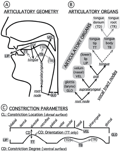 Figure 2. Schematics of the three dimensions of articulatory gestures as proposed for the revised Perceptual Assimilation Model with Articulatory Organ Hypothesis (PAM-AOH): (A) articulatory geometry (modeled after Browman & Goldstein, Citation1989, Citation1992); (B) articulatory organ hierarchy (active articulators and their nested nodes), which is an unfolded, straightened version of A; (C) articulatory actions (constriction degrees) represented along a straightened side view of the vocal tract's ventral (lower surface: active articulators) and dorsal (upper surface: passive articulators/locations) surfaces.