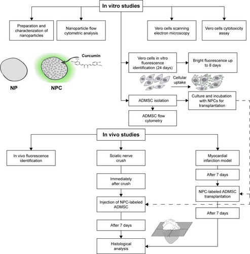 Figure 1 Diagram for in vitro and in vivo studies.Abbreviations: NP, unloaded polycaprolactone nanoparticles; NPC, curcumin-loaded polycaprolactone nanoparticles; ADMSC, adipose-derived mesenchymal stem cells.