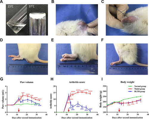 Figure 1 Therapeutic effects of DLTH against CIA rat. (A) The morphology of DLTH in soluble state at 25 °C and gel state at 37 °C. The gel was a flowable liquid at room temperature but a homogeneous semi-solid hydrogel at 37 °C. The photographs were taken on day 12. (B, C) Injections of DLTH in both knees of CIA rats. Forty-microliter joint injection of DLTH was injected on day 12 into each knee joints of the DLTH rat group twice a week for three weeks and each time every rat received 80-μL DLTH in total (1mg/kg Dex per rat). At 33 days after the second immunization, all rats were sacrificed by cervical dislocation. The photographs were taken on day 12. (D–F) Swelling degrees of hind paws in three groups of rats. Figures D, E and F were representative images of rats in the normal group, model group and DLTH group, respectively. The photographs were taken on day 33. (G–I) Paw volumes, arthritis scores and body weights of rats in all groups. The paw volumes and arthritis scores, indicating the intensity of arthritis, were determined by two independent blinded observers from the day of the second booster. Red arrows indicate the day of the first DLTH administration. Values are represented as the mean±S.E.M. (n= six to ten rats per group) and one-way analysis of variance (ANOVA) with Turkey’s test were adopted. All analyses were performed from day 0 to day 33. The significance between normal group and model group was presented as *P<0.05, **P<0.01, ***P<0.001 and ****P<0.0001. The significance between model group and DLTH group was represented as #P<0.05 and ####P<0.0001.