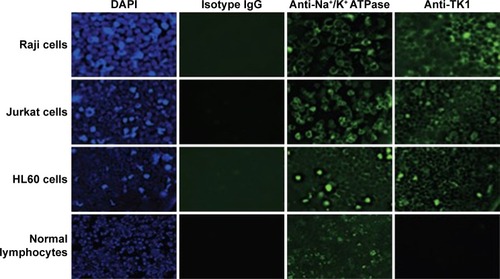 Figure 3 Fluorescent microscopy images of viable Raji, Jurkat, and HL60 cells and normal lymphocytes stained with CB1-FITC (anti-TK1 antibody), isotype control, anti-Na+K+ ATPase antibody, and DAPI at 20×.