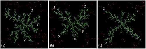 Figure 4. Three examples of simulated DLA patterns using Netlogo [Citation41]