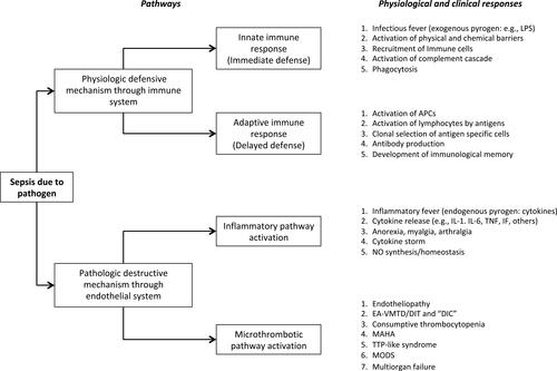 Figure 1 Physiological and pathological response mechanisms in sepsis.