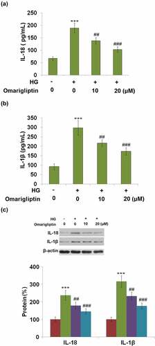 Figure 5. Omarigliptin inhibited high glucose-induced expressions of IL-18 and IL-1β. (a). Secretion of IL-18; (b). Secretion of IL-1β; (c). Protein levels of IL-18 and IL-1β as measured by western blot (***, P < 0.005 vs. vehicle; ##, ###, P < 0.01, 0.005 vs. HG)