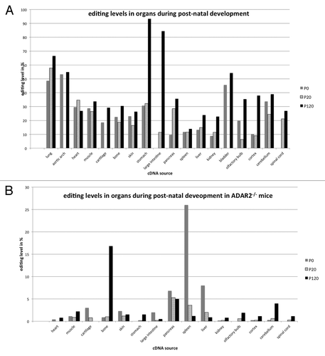 Figure 2. Post-natal editing levels in filamin in wild-type (A) and ADAR2-knockout animals (B). (A) In the wild-type, post-natal editing levels in filamin A increase from P0 to P120. Editing levels are highest in the gastrointestinal tract, reaching more than 90% in the stomach. Editing in neuronal tissue is comparatively modest, reaching almost 40% in the cerebellum. (B) In ADAR2−/− animals, editing rates are strongly reduced and decrease from P0 to P120 in spleen pancreas and liver while editing increases in the nervous system. Highest editing levels are reached in spleen, pancreas, liver, and bone, reaching at least 25% in the spleen.