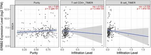 Figure 13. Correlation of ERBB2 expression with immune infiltration level in the TIMER database. ERBB2 expression level was positively related to infiltrating levels of CD4 + T cells and B cells