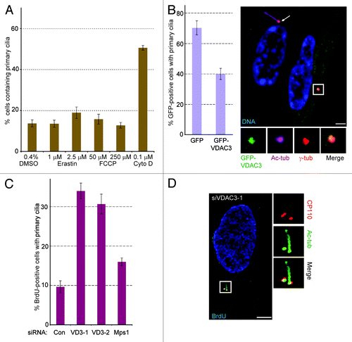 Figure 2. A non-mitochondrial pool of VDAC3 negatively regulate ciliogenesis. (A) Asynchronously growing RPE1 cells were treated with DMSO (16 h), 1 or 2 μM Erastin (16 h), 0.1 μM Cytochalasin D (Cyto D; 16 h), 50 μM FCCP (16 h) and 250 μM FCCP (for 4 h), fixed and stained for Ac-tub to identify cilia. Percentage of cells containing cilia were plotted as bars and values represent mean ± SD for three independent experiments, where at least 100 cells were counted per replicate. (B) RPE1 cells expressing GFP or GFP-VDAC3 (green) were serum starved for 48 h and stained for Ac-tub. Values represent the mean ± SD for three independent experiments, where 50–75 GFP-positive cells were counted per replicate. Shown is a random field containing GFP-VDAC3 expressing (green) and non-expressing cells stained for Ac-tub (magenta), γ-tub (red) and DNA (blue). Arrow marks the cilium. (C and D) Cells prepared as in Figure 1A were labeled with BrdU for 4 h. Bar graph shows the percentage of BrdU-positive cells with Ac-tub stained cilia. Values represent the mean ± SD for three independent experiments, where at least 100 cells were counted per replicate. (D) Representative image of a siVDAC3-1 cell stained for CP110 (red), Ac-tub (green) and BrdU (blue). Bar is 5 μm in (B and D).