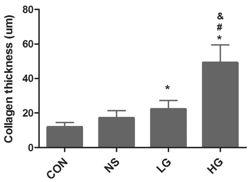 Figure 3. Collagen thickness of peritoneal tissue. Data presented as mean ± SD. *Denotes p < 0.05 versus the control group. #Denotes p < 0.05 versus the NS group. &Denotes p < 0.05 versus the LG group.