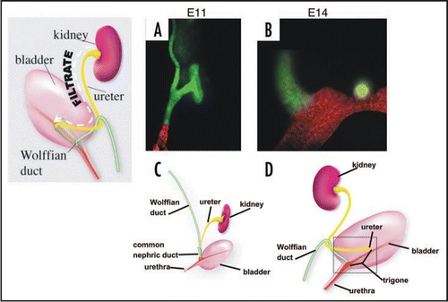 Figure 1 Ureter maturation. (A and C) Whole mount and schematic of a mouse E11 urinary tract prior to ureter insertion. (B and D) Whole mount and schematic of an E14 urinary tract after ureter insertion. Note the ureter has now detached from the Wolffian duct and fused with the bladder epithelium.