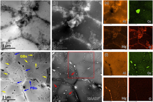 Figure 3. (a and d) STEM micrographs, (b and e) HAADF micrographs and (c and f) corresponding EDS elemental mapping results of bulk samples prepared from (a–c) fine and (d–f) medium powders, respectively.