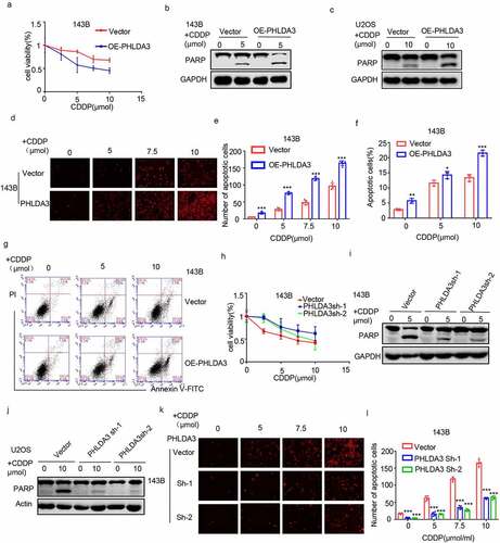 Figure 5. PHLDA3 enhanced cisplatin-triggered apoptosis in osteosarcoma cells. (a) The transfected 143B cells were exposed to different doses of cisplatin (CDDP) for 24 hours, and cells viability was explored via the MTT assay. (b-g) Osteosarcoma cells were inoculated with diverse levels of CDDP for 24 hours after OE-PHLDA3 transfection. Cell apoptosis was analyzed using Western blotting analysis of PARP (b-c), PI only staining (d-e), and Annexin V/PI double staining (f-g). (h) The transfected 143B cells were exposed to diverse levels of CDDP for 24 hours, and cells viability was explored via the MTT assay. (i-l) Osteosarcoma cells were inoculated with diverse levels of CDDP for 24 hours after Sh-PHLDA3 transfection. Cell apoptosis was analyzed using Western blotting analysis of PARP (i-j) and PI only staining (k-l). The data in (e), (f), and (l) were given as means ± SD, ***p < .001 vs. control.