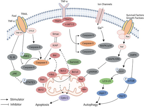 Figure 4 Partial molecular pathways involved in the anti-cancer mechanism of MA.