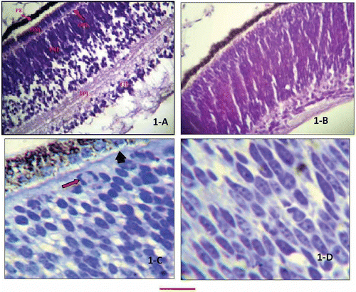 Figure 1. Retinal section of 10-day chick embryos. A, H&E-stained section showing different layers of retina; B, section showing ill defined layering of retina (H&E stain); C, Toludine blue-stained high-resolution section. The arrow is pointing to a nucleus undergoing mitosis. The arrowhead is pointing external limiting membrane, while rod-shaped pigment granules are seen in the pigment epithelium; D, Toludine blue-stained high-resolution section showing inner nuclear layer mostly having elongated nuclei. The bar shown at the bottom of the figure represents approximately in A, 50 μm. B, 65 μm. C, 15 μm. D, 10 μm.