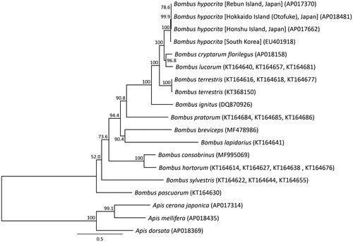 Figure 2. Phylogenetic relationships (maximum likelihood) among the species of the genus Bombus (Hymenoptera) based on the mitochondrial genome nucleotide sequence of the 13 protein-coding genes. Numbers beside the nodes are percentages of 1000 bootstrap values. The Apis cerana (Takahashi et al. Citation2016), Apis mellifera (Nakagawa et al. Citation2018), and Apis dorsata (Takahashi et al. Citation2017) were used as outgroup. Alphanumeric in parentheses indicates the DNA database of Japan accession numbers.