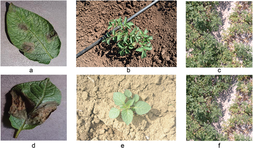 Figure 3. Examples of agricultural images that can be used to train convolutional neural networks. Source: (a)&(d) (Hughes & Salathé, Citation2015), (b)&(e) (Espejo-Garcia et al., Citation2020), (c)&(f) (Butte et al., Citation2021).