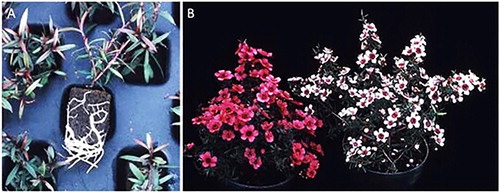 Figure 1. Rooted cuttings of L. scoparium ready to be transplanted into 10 cm pots (frame A), and appearance of ‘Ruru’ (left) and ‘Kea’ (right) in 10 cm pots at full flowering (frame B).