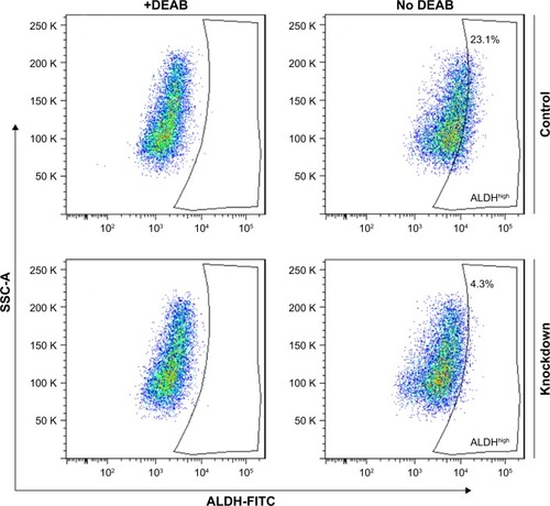 Figure 3 YAP is required for ALDH activity of bladder cancer cells.