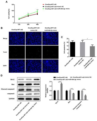 Figure 9 miR-494-3p counteracted the anti-proliferative and pro-apoptotic effects of overexpressed WT1-AS. (A) CCK-8 assay was performed to evaluate the influence of miR-494-3p promotion on the anti-proliferative effects of overexpressed WT1-AS in A549 cells. (B and C) TUNEL staining was applied to assess the influence of miR-494-3p promotion on the pro-apoptotic effects of overexpressed WT1-AS in A549 cells. (D) Western blot assay was conducted for the detection of anti-apoptotic protein (Bcl-2) and pro-apoptotic proteins (Bax and cleaved caspase-3). *p<0.05, **p<0.01, ***p<0.001.