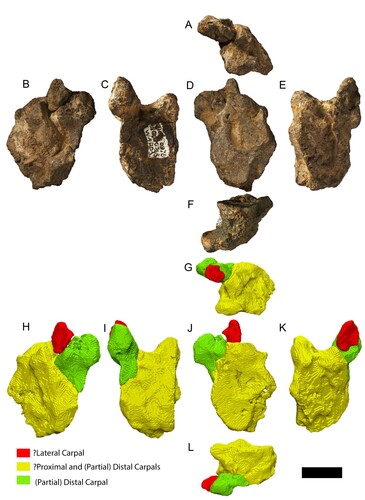 FIGURE 7. Ferrodraco lentoni holotype left syncarpus AODF 876. A–F, photographs of the left syncarpus in A, anterior; B, proximal; C, ventral; D, distal; E, dorsal; and F, posterior views. G–L, three-dimensional surface renders based on CT scan data of syncarpus in G, anterior; H, proximal; I, ventral; J, distal; K, dorsal; and L, posterior views. All photographs taken by A.H.P., 3D renders by M.A.W. Scale bar equals 20 mm.