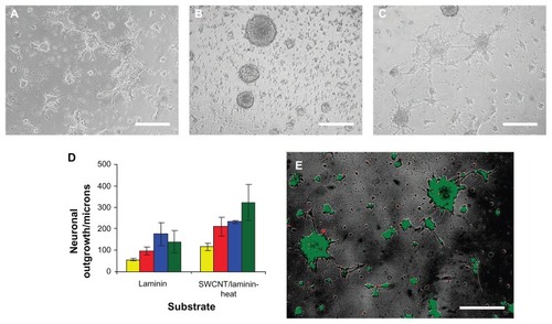Figure 4 Micrograph assessing NSC cell adhesion and differentiation 72 hours after initial seeding on (A) laminin-coated glass slides and on 10 bilayered thin SWCNT-laminin films that were (B) used as is or (C) heated at 300°C for 10 minutes. (D) Distance of outgrowth from neurospheres after 24 hours (yellow), 48 hours (red), 72 hours (blue), and 120 hours (green) on laminin-coated slides and heat-treated SWCNT-laminin film on slide. (E) Live-dead viability assay on seeded cells where live cells are stained green and dead cells are red.Note: Scale bars are 200 μm. Reprinted with permission Kam NWS, Jan E, Kotov NA. Electrical stimulation of neural stem cells mediated by humanized carbon nanotube composite made with extracellular matrix protein. Nano Lett. 2008;9(1):273–278. Copyright 2008 American Chemical Society.Abbreviations: NSC, neural stem cells; SWCNTs, single-walled carbon nanotubes.