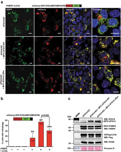 Figure 9. The ATG14 LIR interaction is important for efficient mitophagy induced by the co-expression of FKBP8 and LC3A. (a) HCT116 ATG14 KO cells reconstituted or not with WT or LIR mutated MYC-ATG14 were transiently transfected with FKBP8 and LC3A, in order to induce mitophagy, along with the mitophagy marker SYNJ2BP/OMP25-TM fused to the mCherry-GFP double tag. Mitophagy was then measured as the appearance of red-only structures. Scale bars: 10 µm. (b) Quantification of the data analyzed in 9A. The graph bars represent quantification of cells containing red‐only dots in cells expressing mCherry‐GFP‐OMP25‐TM, done manually in 60–100 cells in 3 independent experiments. Each bar shows the mean value with standard error of the mean (SEM). Two-tailed, unpaired student t-test was used to calculate p-values. (c) Western blots showing equal levels of MYC-FKBP8 and 3xFlag-LC3A expressed in the 3 cell lines. Data information: Data represent mean ± SD of 3 independent experiments (60–100 cells analyzed manually for each cell type for each experiment). Significant P values are indicated (Student´s two-tailed, unpaired t-test).