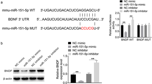 Figure 2. BNDF expression was directly inhibited by miR-151-5p.