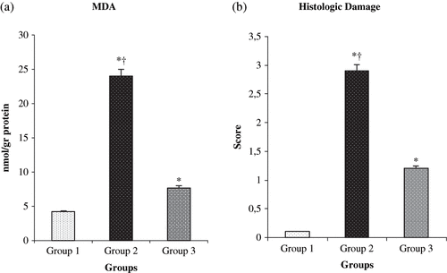 Figure 2. Comparative (a) MDA and (b) histologic score measurements of the three groups. *p < 0.05 compared with group 1; †p < 0.05 compared with group 3. Values are mean ± SEM. Abbreviation: MDA = malondialdehyde.