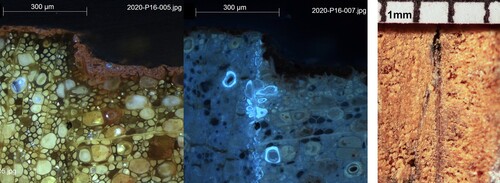 Figure 8. A cross-section of joint No. 4 from the back of the icon in normal light (left) and under UV illumination (middle). The glutin glue reveals itself by a bright bluish fluorescence. There is virtually no layer of glue. The glue penetrated the wood cells. On joint No. 11 (right), a glue layer of more than 0.1 mm is visible.