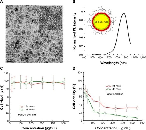 Figure 1 Characterization and in vitro cytotoxicity study of QDs.Notes: (A) TEM image of monodispersed MSA-functionalized NIR QDs. The average size of the particles is around 6 nm. (B) Emission spectra of MSA-functionalized QDs. (C) The in vitro cytotoxicity study of MSA functionalized QDs. Panc-1 cells were treated with various concentrations of QDs for 24 hours and 48 hours. Values are means ± SD, n=3. (D) The in vitro cytotoxicity study of MAA-functionalized QDs. Panc-1 cells were treated with varying concentrations of mercaptoacetic acid-functionalized QDs for 24 hours and 48 hours. Values are means ± SD, n=3.Abbreviations: TEM, transmission electron microscopy; MSA, mercaptosuccinic acid; MAA, mercaptoacetic acid; NIR, near-infrared; QDs, quantum dots; SD, standard deviation; PL, photoluminescence.