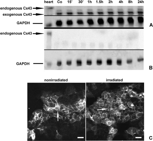 Figure 4. Cx43 expression in Jeg3 Cx43 transfectants after X-ray irradiation. Northern blot analysis of Cx43 induced Jeg3 cells (A) and Cx43 uninduced cells (B) 15 min up to 24 h after X-ray irradiation. The Cx43 expressing cells displayed strong induction of the exogenous Cx43 mRNA upon 48 h treatment with Dox. After radiation with 5 Gy for 24 h the cells showed no modulation in Cx43 expression. (B) The uninduced Cx43 transfectants exhibited no induction of endogenous Cx43 after irradiation with 5 Gy for 24 h. (C) Cx43 immunostaining 2 h after irradiation showed no changes in Cx43 protein expression. Co = nonirradiated control. Scale bar in (C) represents: 40 μ m.