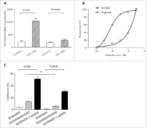 Figure 3. Immune responses and cytotoxicity induced in HHDII mice immunized with SCIB2 or NY-ESO-1 peptides. Comparison of (A) frequency and (B) normalized avidity responses to NY-ESO-1 157–165 peptide measured in IFNγ Elispot assay from mice immunized with either SCIB2 or peptide. (C) Cytotoxicity of splenocytes assessed by 51Cr-release assay. Data are shown at effector to target ratio of 50:1. **p < 0.01. Data are presented as mean and SD and are representative of at least two experiments in which n ≥ 3.