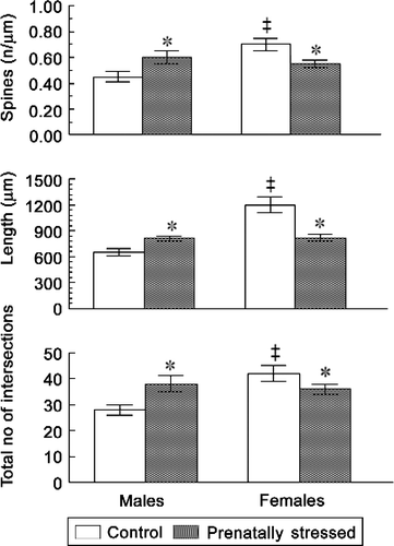 Figure 2.  Sex-specific alterations in pre-pubertal rats induced by varied forms of prenatal stress in the morphology of DG granular neurons. Values represent mean ± SEM from 4 to 6 rats/group. ‡ Significantly different from males, P < 0.05; significantly different from controls, P < 0.05. Spine density, length and the number of intersections were significantly higher in females than in males in this hippocampal region. Prenatal stress abolished the sex difference by increasing these measures of dendritic morphology in males and decreasing them in females.