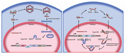 Figure 1 Models of the retroelement retrotransposition cycle. (Left part) Retrotransposition pathway of endogenous retroviruses (or LTR retrotransposons) such as murine IAP and MusD. Mammalian endogenous retroviruses sequences are structurally similar to infectious retroviruses such as HIV-1 and MLV. The infectious retroviruses encode an envelope protein (Env) that facilitates their transmission from one cell to another, whereas endogenous retroviruses either lack or contain a remnant of an env gene and can only integrate into the genome at a new site within their cell of origin. Endogenous retroviruses also contain slightly overlapping ORFs for their group-specific antigen (Gag), protease (Prt), polymerase (Pol) and terminal LTRs. The pol genes encode a reverse transcriptase, ribonuclease H and integrase to provide enzymatic activities for generating proviral cDNA from viral genomic RNA and inserting it into the host genome. Their life cycle includes the formation of VLPs, which remain intracellular. Reverse transcription of endogenous retrovirus genomic RNA occurs within the VLP in the cytoplasm, and is a complicated, multistep process. (Right part) Retrotransposition pathway of L1 retroelements. A ∼6 kb functional L1 element contains an internal RNA polymerase II promoter in the 5′ UTR , followed by two open reading frames. ORF1 encodes RNA-binding protein (ORF1p) that is required for ribonucleoprotein particle (RNP) formation in the cytoplasm. ORF2 encodes a protein with endonuclease and reverse transcriptase activities (ORF2p). Both ORF1p and ORF2p are critical for retrotransposition by a “copy and paste” mechanism. A short 3′ UTR is followed by a poly(A) tail, and the entire element is flanked by target site duplications (TSD). L1 DNA synthesis in the nucleus is based on “target-primed reverse transcription (TPRT)” in which ORF2p nicks target chromosomal DNA, using the resultant 3′-OH to prime the reverse transcription of L1 RNA as a template. At an early phase of replication, L1 RNA forms a RN P complex in the cytoplasm as a retrotransposition intermediate by associating with ORF1p and ORF2p.