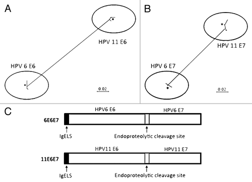 Figure 1. Phylogenetic trees based on neighbor-joining evaluation of E6 and E7 alignments (A and B, respectively). Asterisks indicate location of consensus sequences on each tree. (C) Schematic design of p6E6E7 and p11E6E7 constructs.