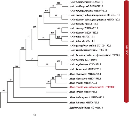 Figure 3. The best Maximum likelihood (ML) phylogram inferred from 23 chloroplast genomes in Abies, with Keteleeria davidiana as an outgroup (bootstrap values are indicated on the branches). The following sequences were used: A. nukiangensis Cheng et L. K. Fu MH706711 and MK607415 (Shao et al. Citation2020), A. fanjingshanensis W. L. Huang, Y. L. Tu and S. Z. Fang MH706717 (Guo et al. Citation2019), A. delavayi subsp. fansipanensis (Q.P.Xiang, L.K.Fu and Nan Li) Rushforth MH706720 and MK607416 (Shao et al. Citation2020), A. forrestii C. C. Rogers MH706715 (Dong et al. Citation2021), A. delavayi Franch. MH706709 and MK607413 (Shao et al. Citation2020), A. fabri (Mast.) Craib MH706710 and MK607414 (Shao et al. Citation2020), A. georgei var. smithii (Viguie et Gaussen) Cheng et L NC_054152 (Li et al. Citation2021), A. yuanbaoshanensis Y. J. Lu & L. K. Fu MH706718 (Zhang et al. Citation2020), A. beshanzuensis var. ziyuanensis (L. K. Fu & S. L. Mo) L. K. Fu & Nan Li MH706705 (Fu et al. Citation2019), A. koreana E. H. Wilson KP742350 (Yi et al. Citation2015), A. nephrolepis (Trautv.) Maxim. KT834974 (Yi et al. Citation2016), A. kawakamii (Hayata) T. Ito MH706726 (Shao et al. Citation2019), A. chensiensis MH706706 and MH047653 (Liu et al. Citation2018; Su et al. Citation2019), A. ernestii MH706707 (Shao et al. Citation2022), A. fargesii Franch. MH706716 (Guo et al. Citation2019), A. beshanzuensis M. H. Wu MH 476330 (Shao et al. Citation2018), A. balsamea (L.) Mill. MH 706725 (Wu et al. Citation2019), and Keteleeria davidiana NC_011930 (www.ncbi.nlm.nih.gov/).