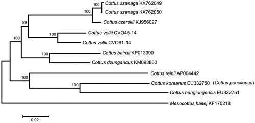 Figure 1. Maximum-likelihood tree for the Volk’s sculpin C. volki specimens CV045-14 and CVO61-14, and GenBank representatives of the family Cottidae. The tree is constructed using whole mitogenome sequences. The tree is based on the General Time Reversible + gamma + invariant sites (GTR + G + I) model of nucleotide substitution. The numbers at the nodes are bootstrap per cent probability values based on 1000 replications. The GenBank species name for the accession number EU332750 is in parentheses.