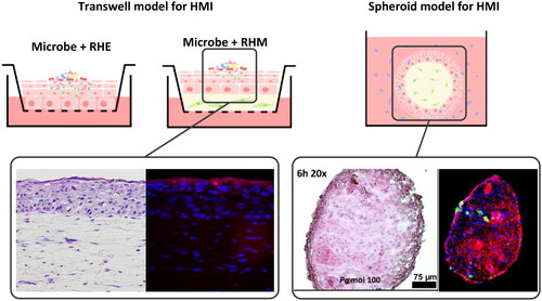 Figure 1. Modelling oral HMI using 3D organotypic models. Transwell models (left) mimic the stratified and differentiated oral epithelium (RHE) or the bi-layered oral mucosa (epithelium and lamina propria, RHM) and can be exposed to microbes both topically (direct application via epithelium) or systematically (via culture medium and transwell membrane). Spheroid models (right) mimic the bi-layered oral mucosa by allowing spontaneous attachment of epithelial cells to the pre-formed ECM-embedded fibroblasts. Spheroid models can only be exposed to microbes topically (indicated in the schematic diagram for spheroid model) via the surrounding culture medium (pictures reprinted from Bugueno et al. Citation2018 under Creative Commons Attribution 4.0 International License: https://creativecommons.org/licenses/by/4.0/). RHE: reconstructed human oral epithelium, RHM: reconstructed human oral mucosa, HMI: host-microbe interactions.
