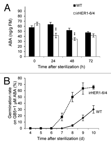 Figure 1. Silencing NaHER1 affected ABA levels in seeds during germination in Nicotiana attenuata. Seeds were sterilized, placed on GB5 media, collected after the designated times, and analyzed by LC-MS/MS for ABA (A). Sterilized seeds were placed on GB5 media supplied with 1µM ABA and germination rate was collected (B). Comparisons were performed by ANOVAs, Fisher’s PLSDs test: ** p ≤ 0.01.