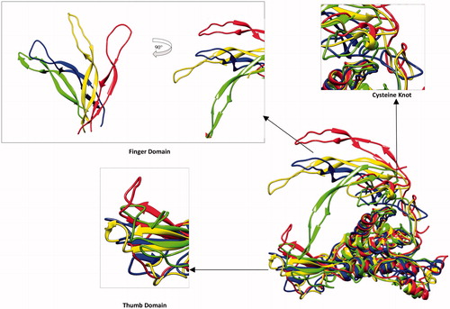 Figure 5. Wnt3a comparison of change in domains in all three experiments from initial structure. Alignment of these structures have been done by Needleman–Wunsch Alignment algorithm and BLOSUM-62 matrix in Chimera molecular visualization tool by keeping initial stage structure as reference. Right side 90° angle view of finger domain has been presented. Cysteine knot shows huge difference among all three models like other domains. The thumb domain appears comparatively stable. (Yellow and red colored cartoons show before (yellow) and after (red) MD simulations of Wnt3a with 12 disulfide bonded model (Wnt3a-M3). Blue and green-colored cartoons show after MD simulations of model with nine disulfide bonds (Wnt3a-M2) and model with three disulfide bonds (Wnt3a-M1), respectively).