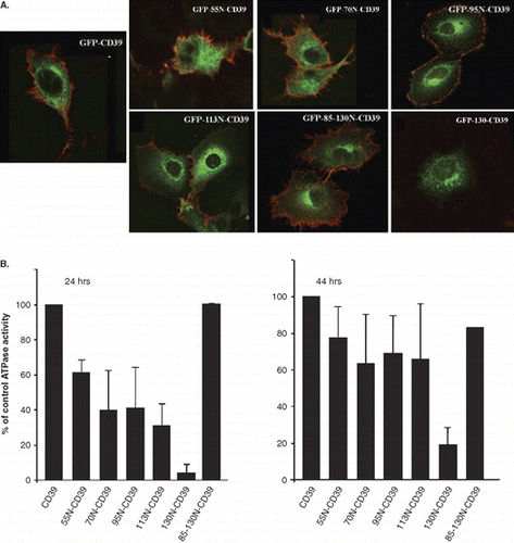 Figure 8.  (A) Extracellular detection of the CD39 ecto domain in the GFP-CD39 chimeric NS4B mutants. Huh7 cells expressing GFP-CD39 chimeric NS4B mutants or GFP-CD39 were stained 24 h p.t. without fixation with the mouse anti-CD39 mAb followed by the anti-mouse Alexa546 pAb and were subsequently fixed and mounted on coverslips. Merged images of the green (GFP) and red (Alexa546) fluorescence are presented. The red fluorescence denotes the extracellular localization of the CD39 ecto-domain. (B) Cell surface ATPase activity of the GFP-CD39 chimeric NS4B mutants. ATPase activity of intact WRL68 cells transiently expressing the GFP-CD39 chimeric NS4B mutants, was measured at 24 or 44 h p.t. in the presence of ATP and was expressed as the percentage of the ATPase activity in cells expressing GFP-CD39. The estimated ATPase activity values for each chimera were normalized for the population of transfected cells estimated by FACS (methods). Activity assays were performed in duplicates in at least two independent experiments. Error bars represent standard errors (for two values from independent experiments).