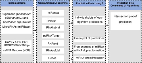 Figure 1. A computational framework of host-delivered miRNA prediction from the SCYLV-CHN-HN1 genome. Flow chart summarising different prediction steps for scrutinising sugarcane-encoded miRNA targets from the SCYLV genome. The biological data represents retrieved sugarcane miRNAs and SCYLV genome. The algorithmic framework composed of four different types of computational tools. The R language was employed to create plots. The biological data were selected for the refinement of in-house scripts/codes.